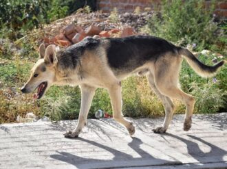 Detectan jaurías que matan a otros canes