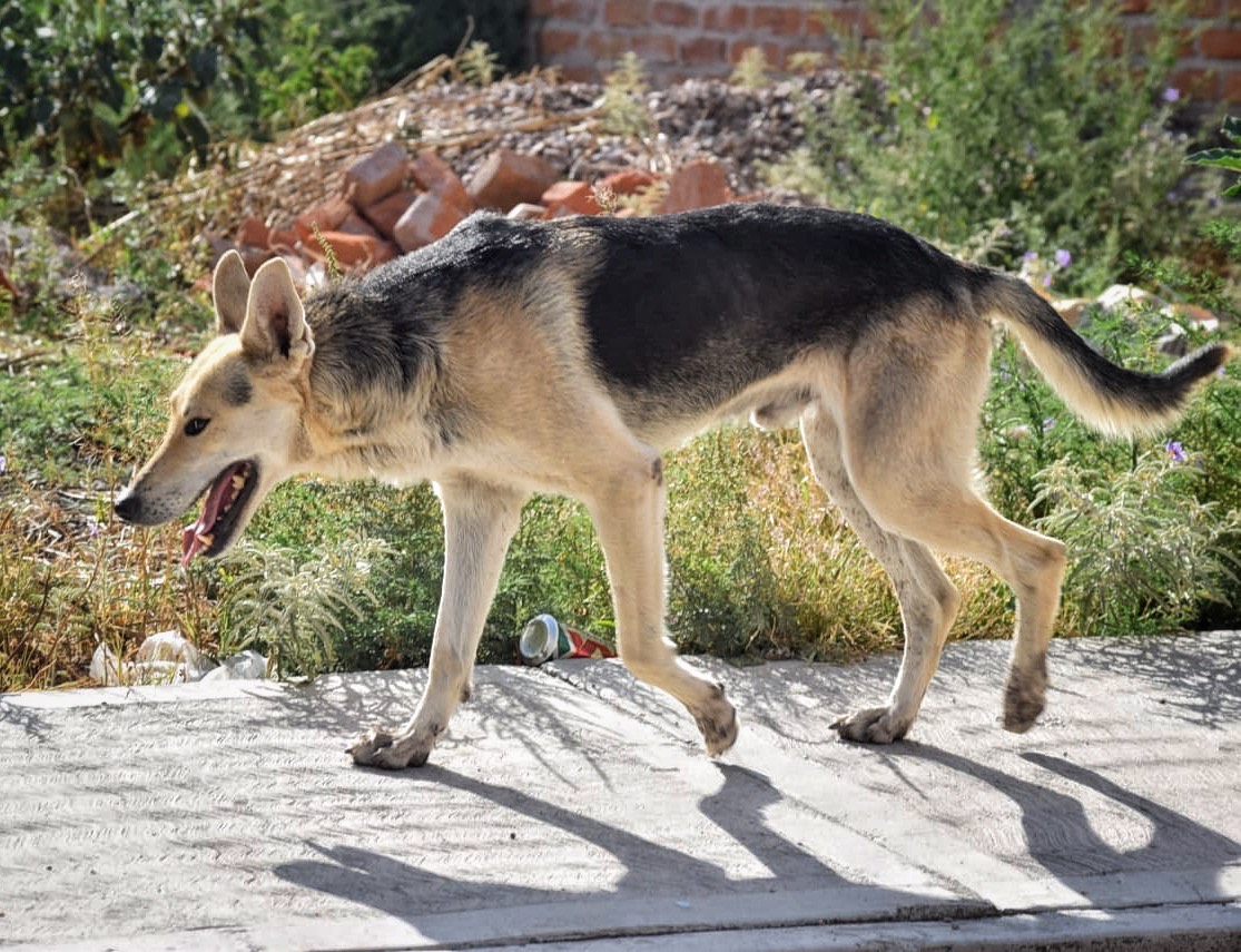 Detectan jaurías que matan a otros canes