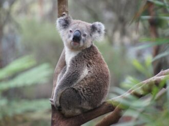 Los koalas pasan a la lista de especies en peligro de extinción