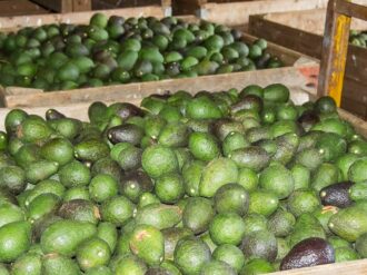 Suspensión de protocolo sanitario para aguacate michoacano es temporal: EU