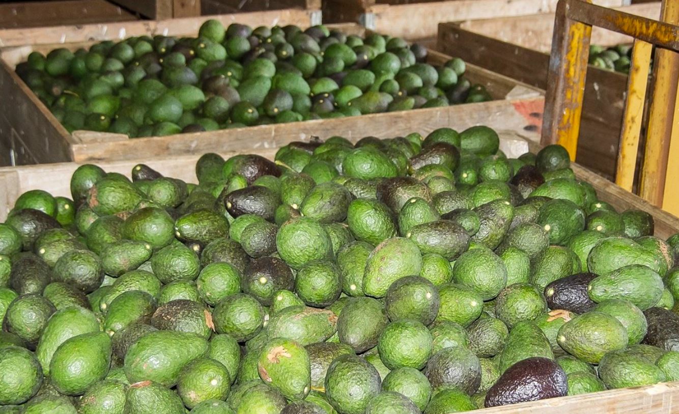 Suspensión de protocolo sanitario para aguacate michoacano es temporal: EU