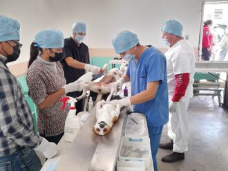 Promueven esterilización canina en Loreto, Río Grande