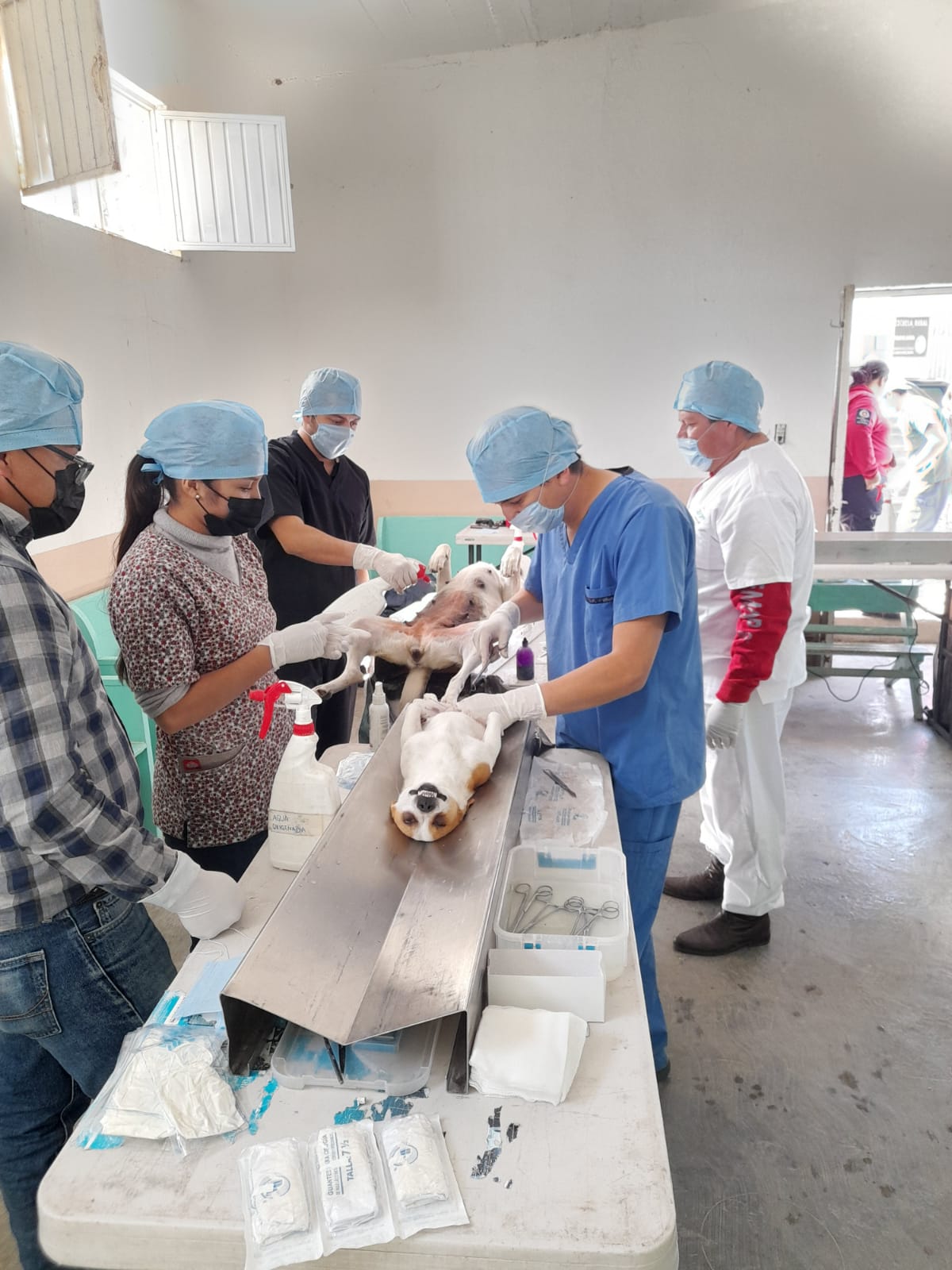 Promueven esterilización canina en Loreto, Río Grande