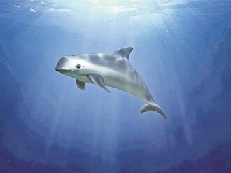EU acusa a México de incumplir compromisos ambientales por vaquita marina y totoaba