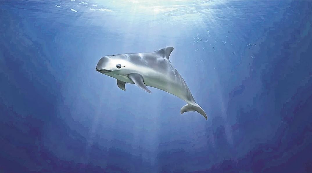 EU acusa a México de incumplir compromisos ambientales por vaquita marina y totoaba