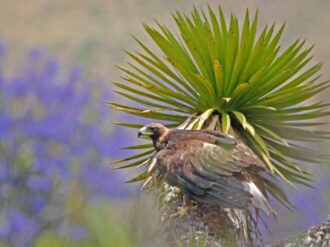 Gobiernos de Zacatecas y Jalisco colaboran para la preservación del águila real