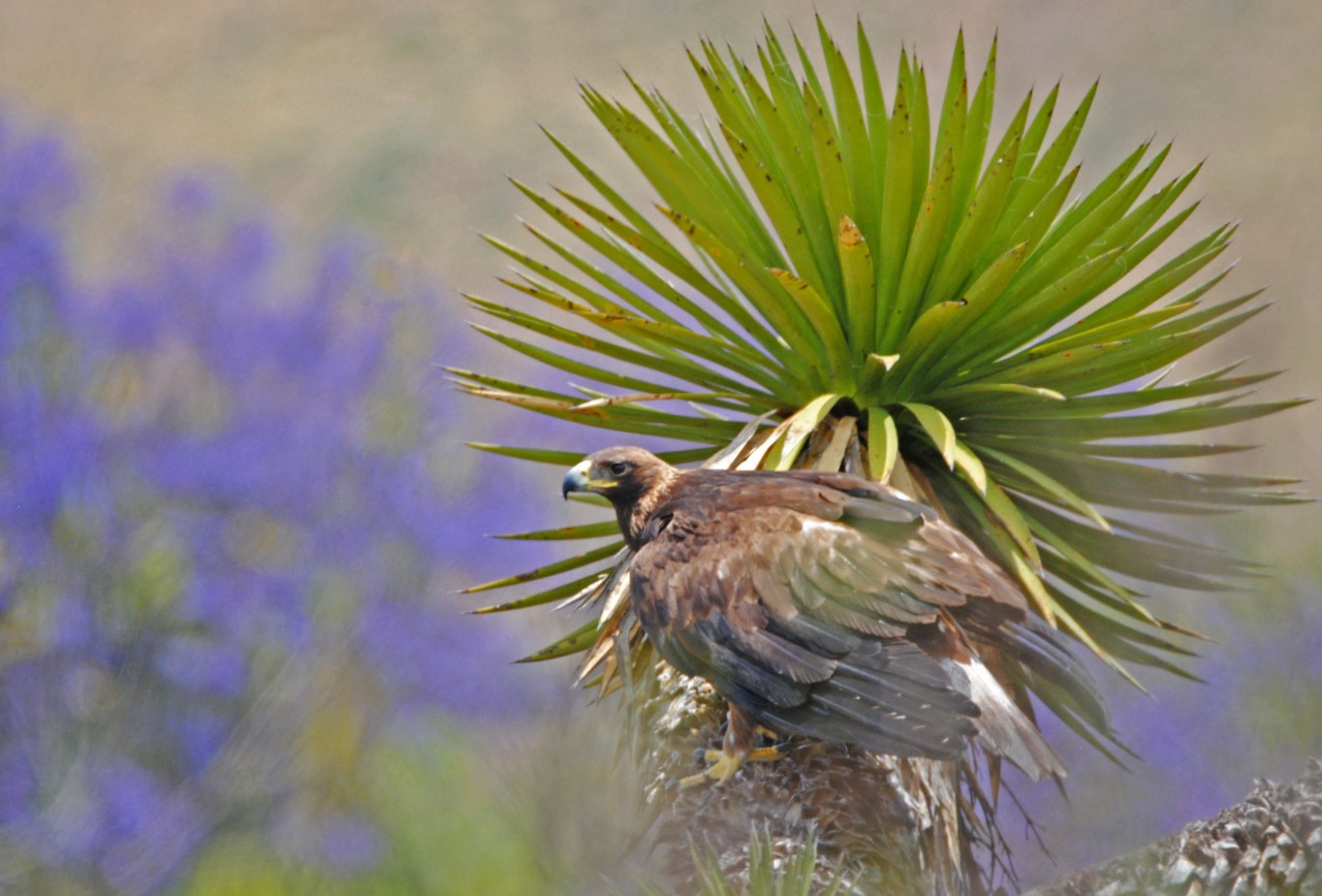 Gobiernos de Zacatecas y Jalisco colaboran para la preservación del águila real