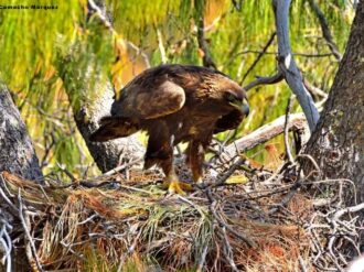 Zacatecas, segundo lugar en población de águila real
