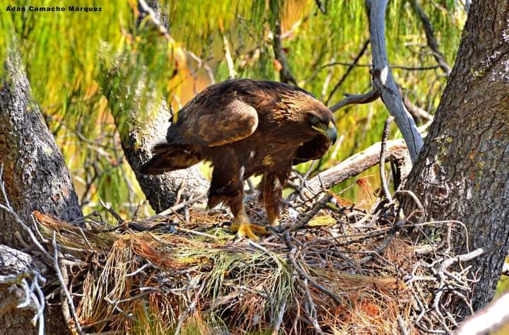 Zacatecas, segundo lugar en población de águila real