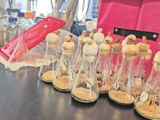 Científicos mexicanos utilizan bacterias para degradar hidrocarburos en el Golfo de México