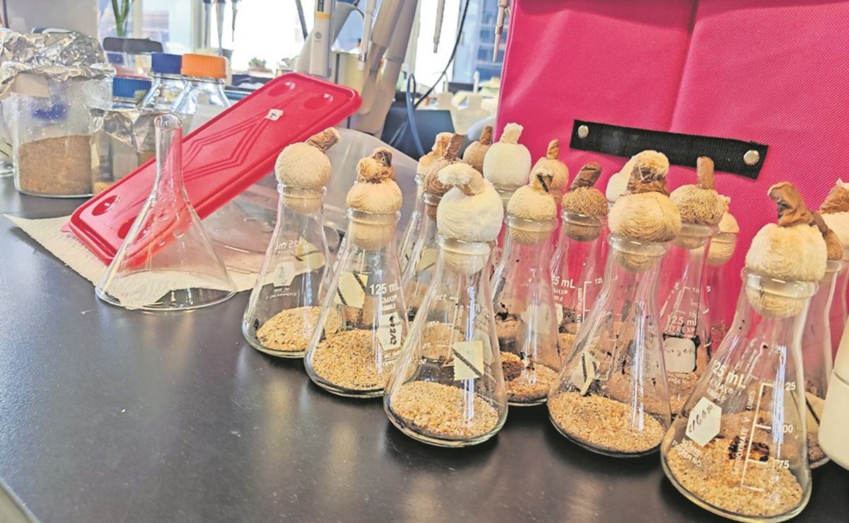Científicos mexicanos utilizan bacterias para degradar hidrocarburos en el Golfo de México