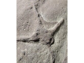 Descubren en Coahuila huellas de aves que convivieron con dinosaurios hace 66.1 millones de años