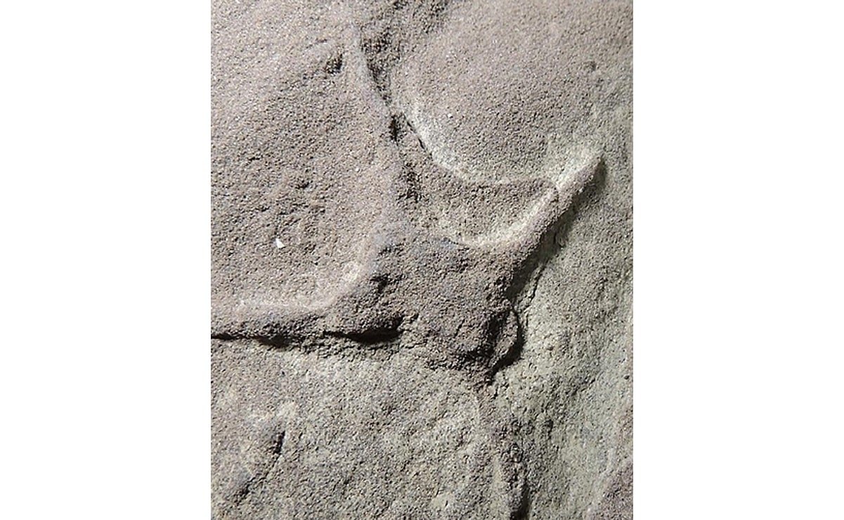 Descubren en Coahuila huellas de aves que convivieron con dinosaurios hace 66.1 millones de años