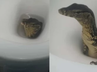Turistas graban a lagarto saliendo de su inodoro en hotel