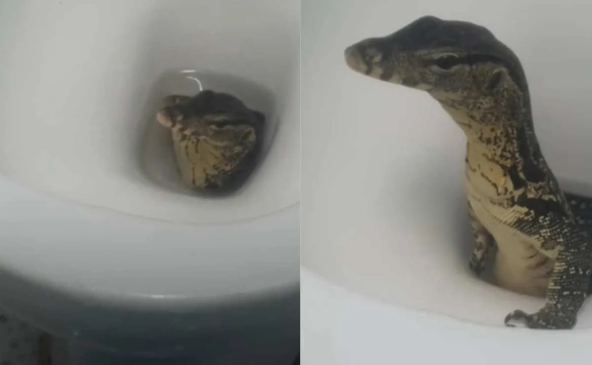 Turistas graban a lagarto saliendo de su inodoro en hotel