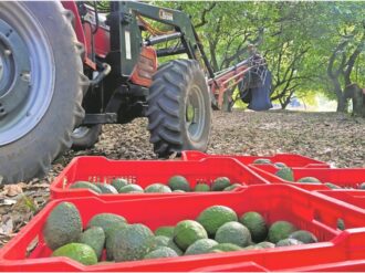 Suspende EU importación de aguacate por amenaza