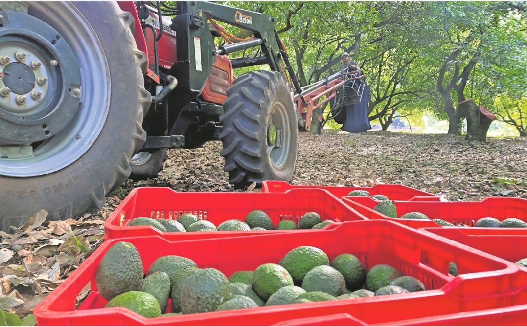 Suspende EU importación de aguacate por amenaza
