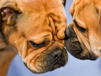 ¿Los perros viven el duelo cuando muere otro perro?