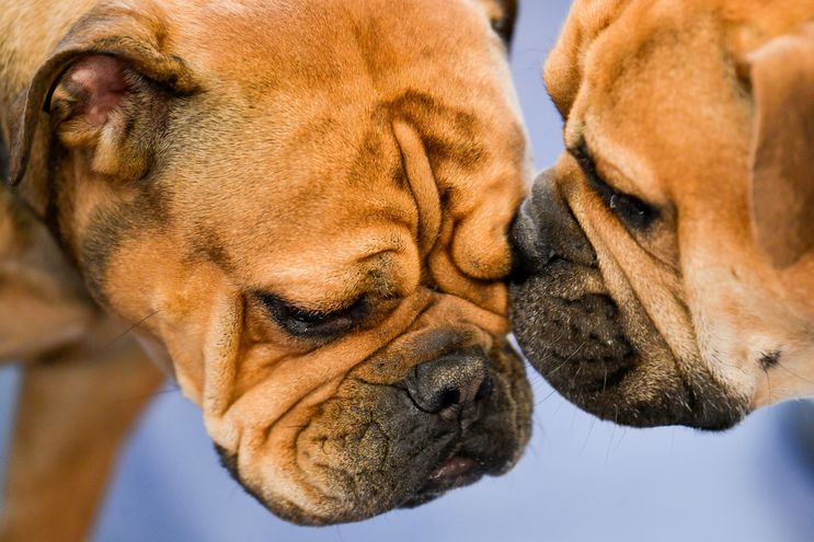 ¿Los perros viven el duelo cuando muere otro perro?