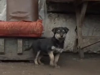 “Rambo”, el cachorro adoptado que cuida a los soldados ucranianos