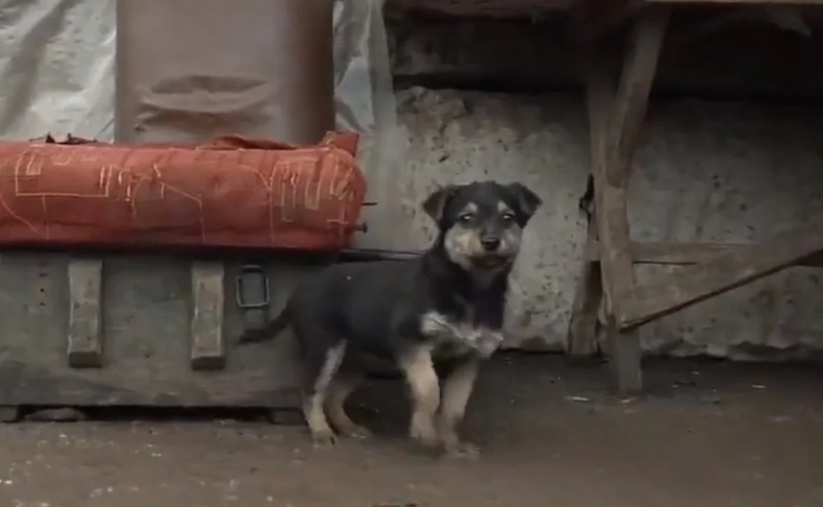 “Rambo”, el cachorro adoptado que cuida a los soldados ucranianos