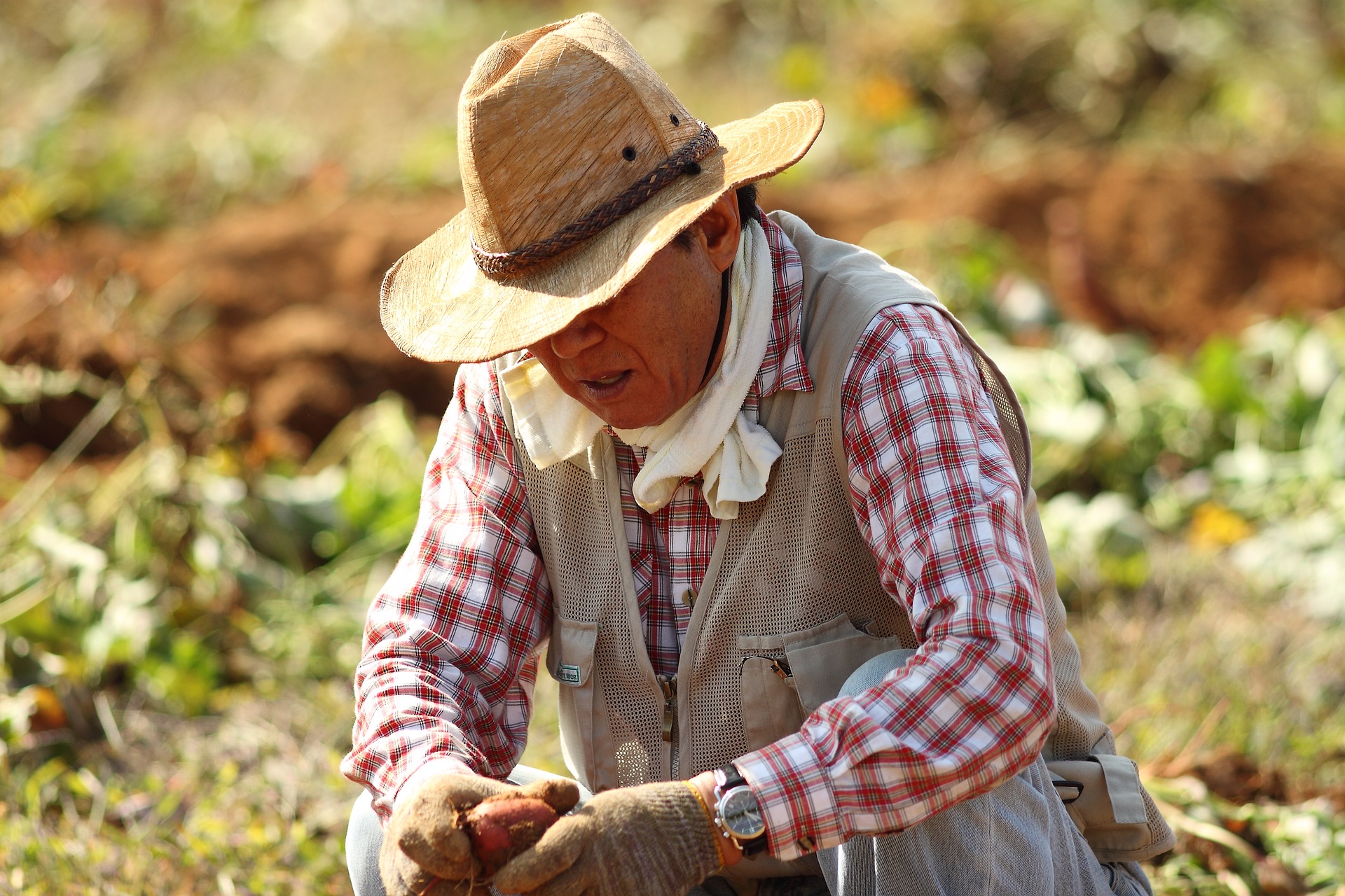 Aumentará importación de maíz y trigo en México por falta de apoyos