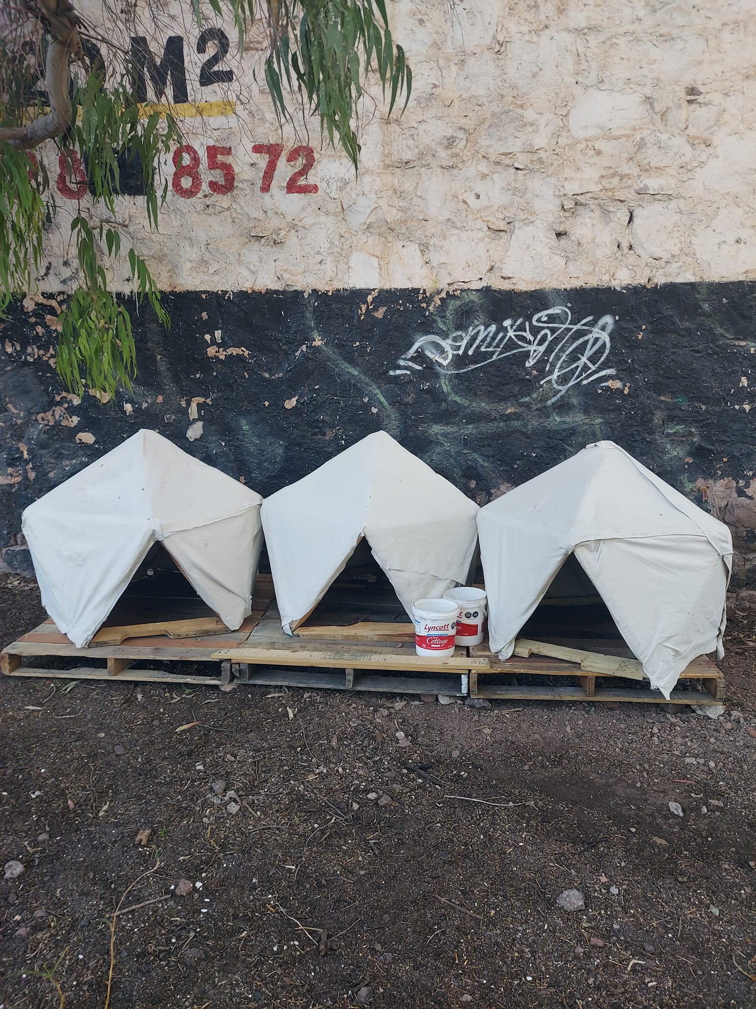 Dignifican vida de 7 perros