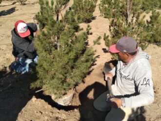 Reforestan áreas públicas en Río Grande