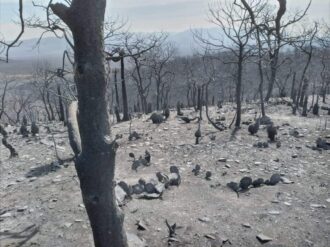 Dañadas por el fuego, más de 2 mil hectáreas en Concepción del Oro