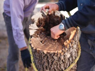 Intervienen a árboles enfermos en el jardín principal