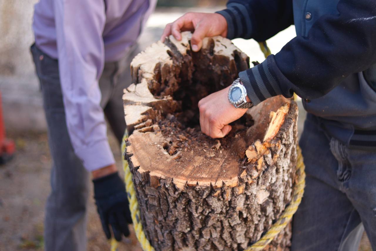 Intervienen a árboles enfermos en el jardín principal