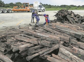 Ignoran cifra de árboles talados por Tren Maya