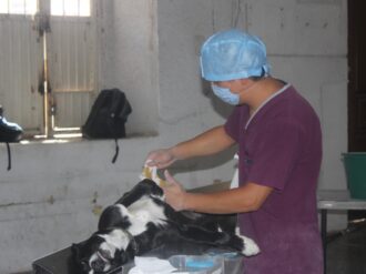 Exitosa jornada de esterilización canina en Juan Aldama