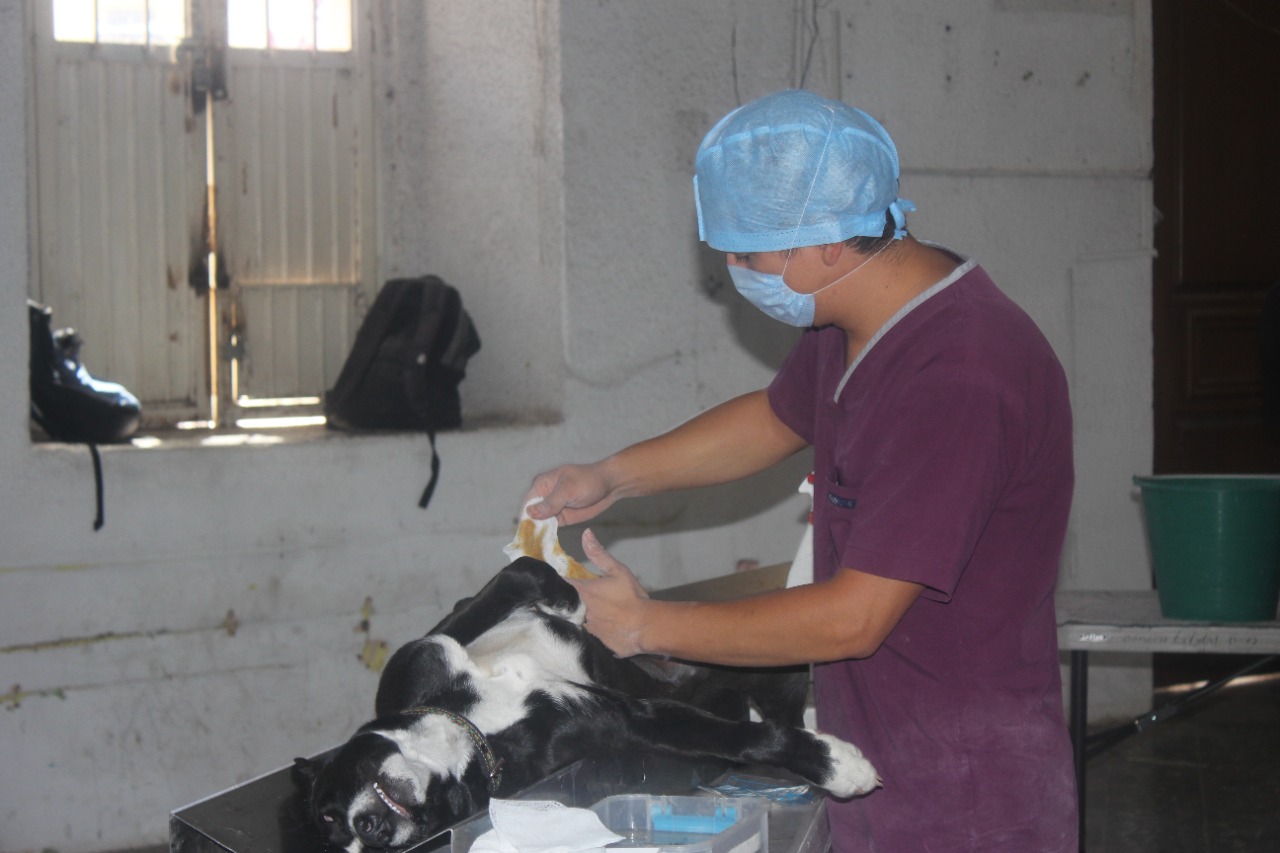 Exitosa jornada de esterilización canina en Juan Aldama