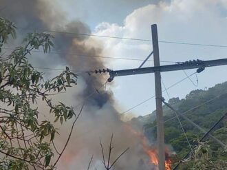Acaba incendio con bosque de coníferas de Concepción del Oro y Mazapil
