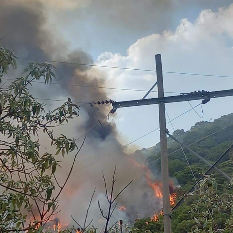 Acaba incendio con bosque de coníferas de Concepción del Oro y Mazapil