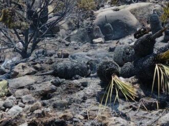 Fuera de control, el incendio en Concepción del Oro