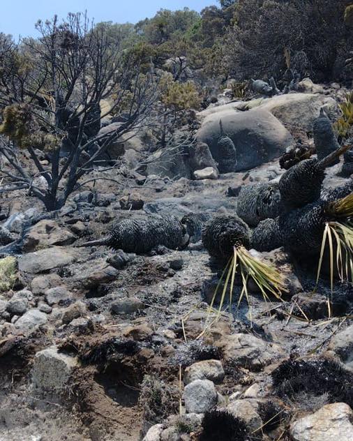 Fuera de control, el incendio en Concepción del Oro