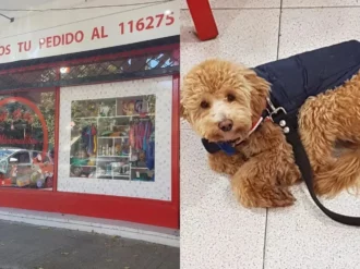 «Llevó a su perro a la veterinaria, jamás lo fue a buscar», la historia del lomito que abandonaron en Argentina