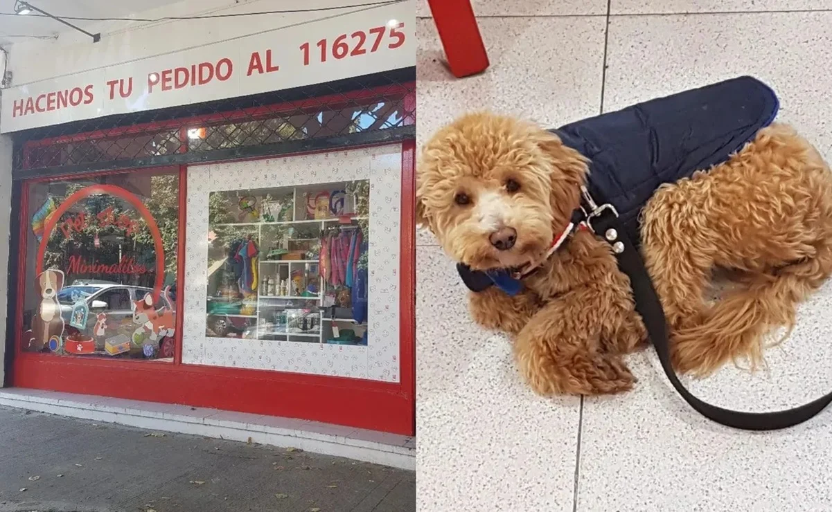 «Llevó a su perro a la veterinaria, jamás lo fue a buscar», la historia del lomito que abandonaron en Argentina