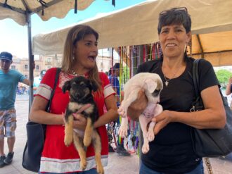 Prevalece en Zacatecas cultura de maltrato animal: CACF