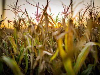 Anuncian Expo Feria Agropecuaria en Pinos