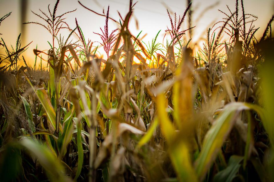 Anuncian Expo Feria Agropecuaria en Pinos