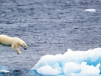Descubren una población de osos polares que no dependen del hielo