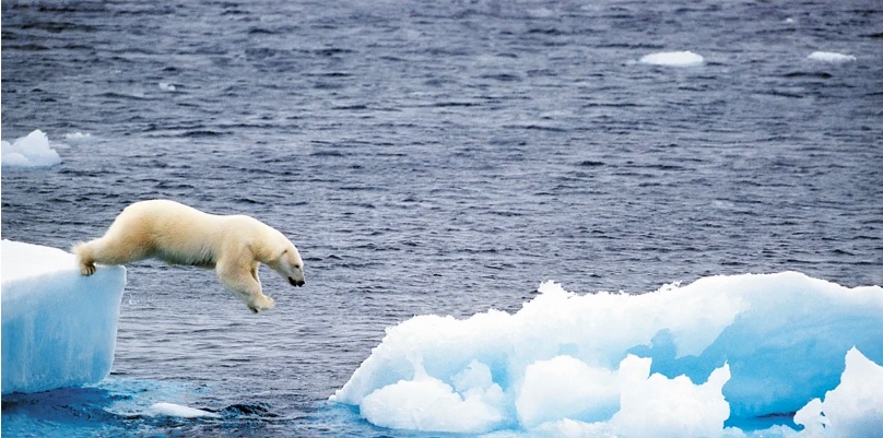 Descubren una población de osos polares que no dependen del hielo
