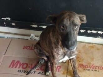 Denuncias por maltrato y crueldad animal, con 70% de avance