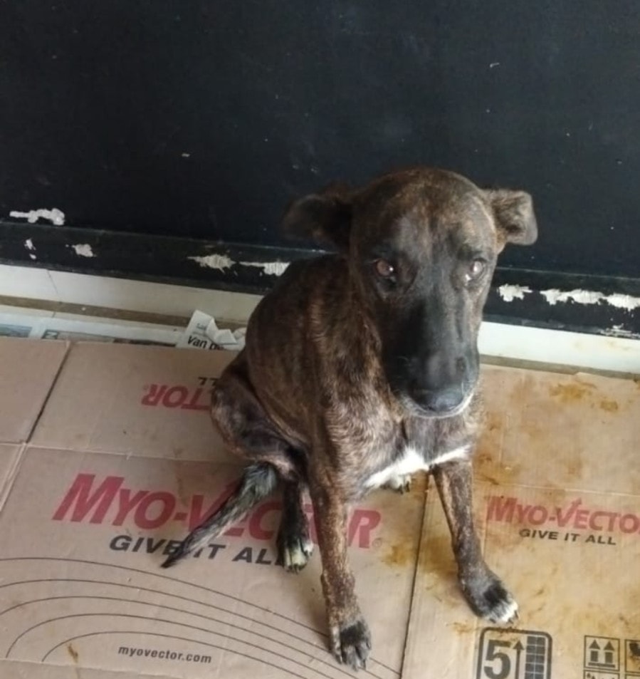 Denuncias por maltrato y crueldad animal, con 70% de avance