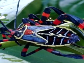 Informan sobre plaga en Villa de Cos