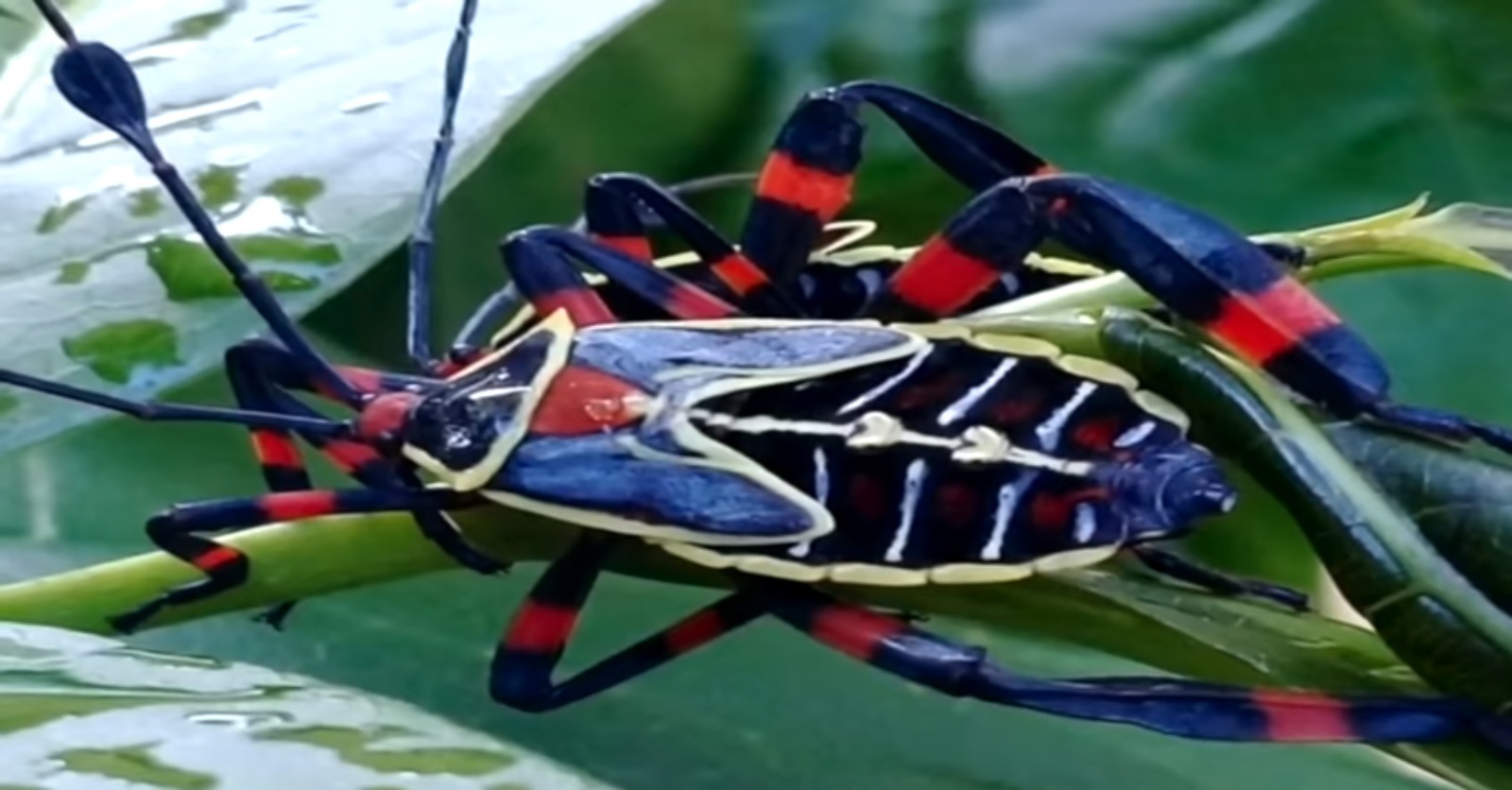 Informan sobre plaga en Villa de Cos