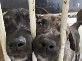 Abran su corazón y adopten un perrito: Dog Love